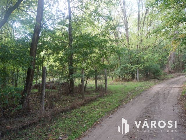 Budapesttől 16 km-re erdei környezetben tanya eladó